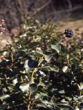 Hedera helix